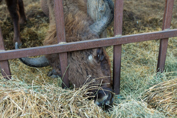 European bison - Bison bonasus .in the Moldavian reserve. © Mountains Hunter