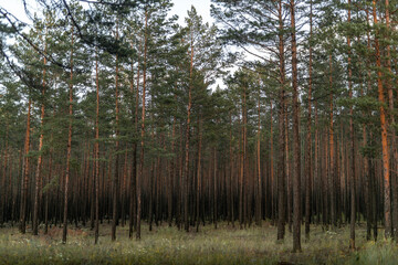 Fototapeta premium Many densely growing young pines