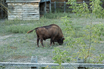 European bison - Bison bonasus .in the Moldavian reserve. © Mountains Hunter