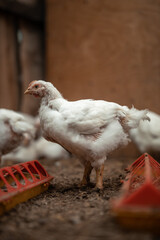 Portrait of a broiler chicken in the chicken coop next to the feeders