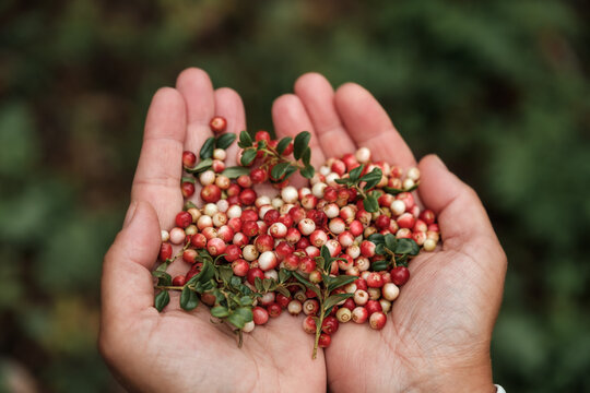 A Handful Of Lingonberries In Female Hands