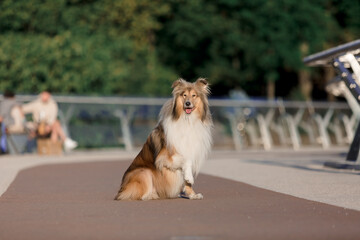 The Rough Collie dog walking. City dog. Long Haired dog