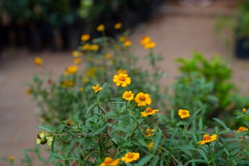 flowers in the garden