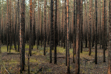 Fototapeta premium Many densely growing young pines