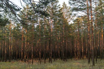 Many densely growing young pines