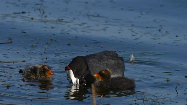 4K video footage of Red-knobbed coot or crested coot, (Fulica cristata) hen feeding her chicks. Garden Route. Western Cape. South Africa.