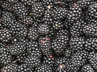 Fresh organic blackberries background. Berries harvest black raspberry edible background