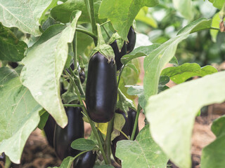 Harvest organic eggplant on a bush in the garden