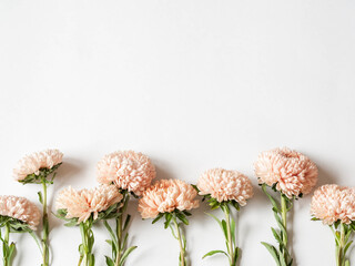 Botanical floral border of autumn seasonal flowers - peach asters on a white background. Top view....