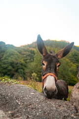 portrait, face, outdoors, mountains, two, one, donkeys, donkey, fun, travel, animal, closeup, brown, nature, funny, farm, humor, view, mule, head, domestic, cute, romania, happy, creature, comic, fiel
