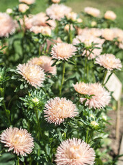 The flower garden is full of lush fresh aster flowers of peach colors.