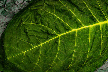 Fototapeta na wymiar Tobacco green leaves, close up macro. Tobacco leaf texture background