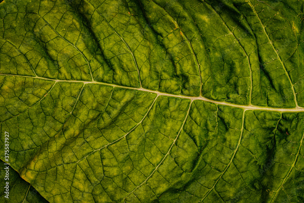 Sticker Tobacco green  leaves, close up macro. Tobacco leaf texture background