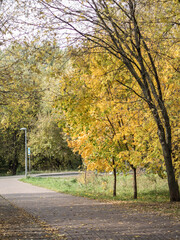 Naklejka premium Autumn yellow trees in the city park