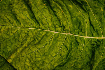Fototapeta premium Tobacco green leaves, close up macro. Tobacco leaf texture background