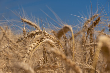 close up view to wheat ears on blue sky background