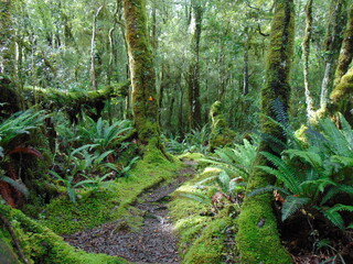 Fototapeta premium I LOVE FOREST
