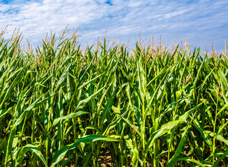 Green Maize Corn Field Plantation In Summer Agricultural Season. Skyline Horizon, Blue Sky Background. Eco-friendly food