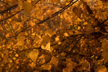 Abstract image of yellow autumn leaves on tree branch