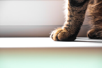 Paws of a red cat that sits on the windowsill close-up. Pet cat unfocused.