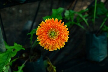 orange flower in the garden