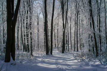 sunny weather in snowy forest in winter