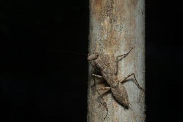 Bark Mantis common name given to various species of praying mantis, Mandla, Madhya Pradesh, India