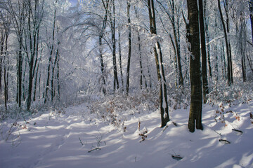 snowy woods in sunlight on cold winter day