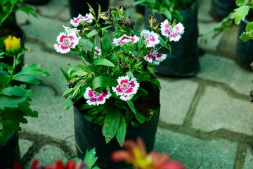 flowers in the garden