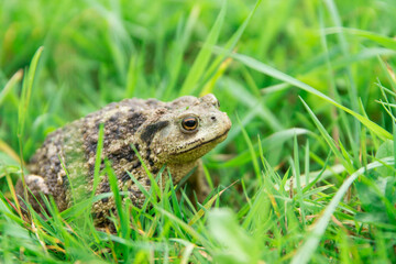 Common toad or a European toad repose in green grass . Face portrait of large amphibian in the nature habitat