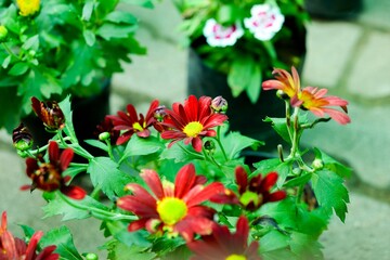 red and yellow flowers