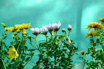 field of daisies