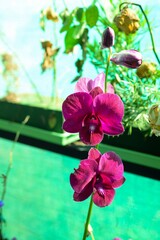 pink orchid on green background