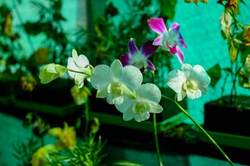 flowers in the garden