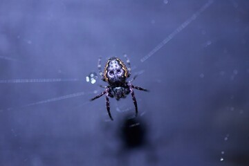 araña 