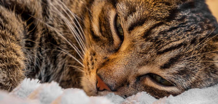 A red tabby cat with green eyes lies on a gray plaid. The background is blurred. Close-up muzzle