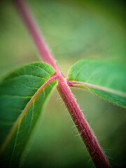 Macro photography of wild plants