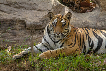 Fototapeta premium Kamli tigress sitting on grass, Sanjay Subri Tiger Reserve, Madhya Pradesh, India