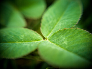 Macro photography of wild plants