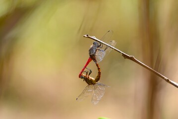 spider on a leaf