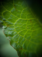 Macro photography of wild plants
