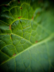 Macro photography of wild plants