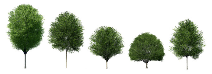 set of 3d Japanese Zelkova trees isolated