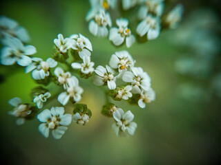 Macro photography of wild plants
