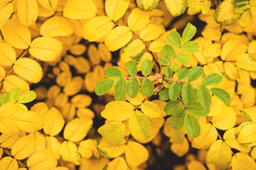 Autumn background with Golden and green leaves. Fall mood.