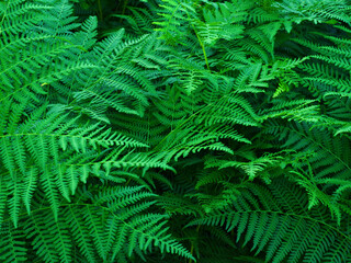Ferns in the forest. Beautiful ferns leaves green foliage. Close up of beautiful growing ferns in the forest. 