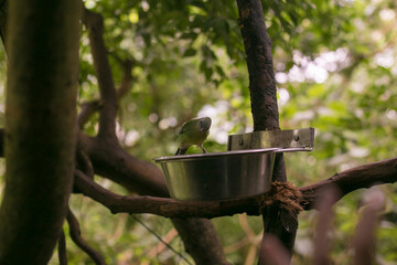 sparrow on a feeder
