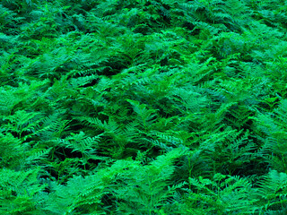 Obraz na płótnie Canvas Ferns in the forest. Beautiful ferns leaves green foliage. Close up of beautiful growing ferns in the forest. 