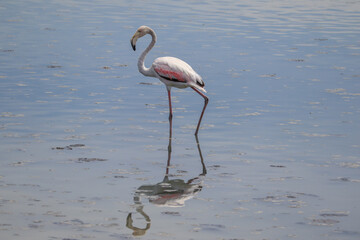 Flamingo.