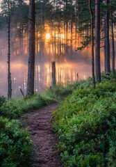 Scenic forest landscape with beautiful misty sunlight through to forest at summer morning in Finland - 375591929